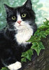 Black Cat on Tree